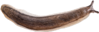 Arion silvaticus
VITSIDIG SKOGSSNIGEL
9.7 × 29.2 mm